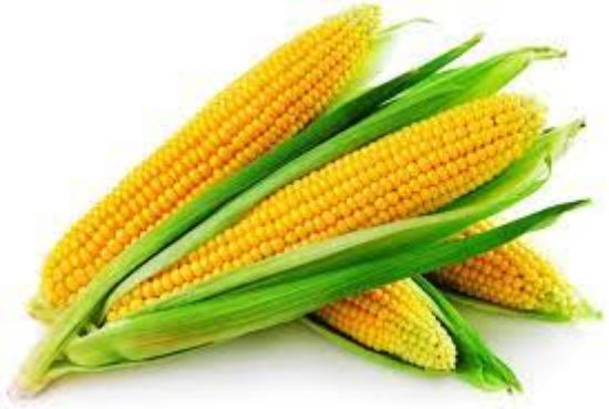 Picture of American Corn (makai)