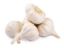 Picture of Garlic 