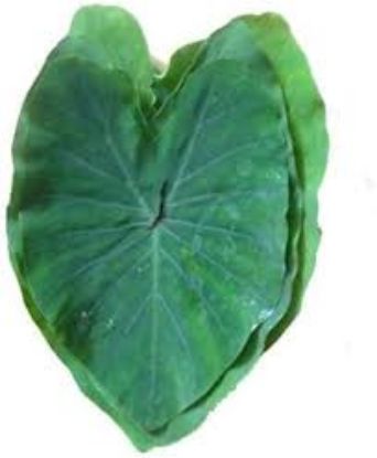 Picture of Taro leaves (Arbi Patta)